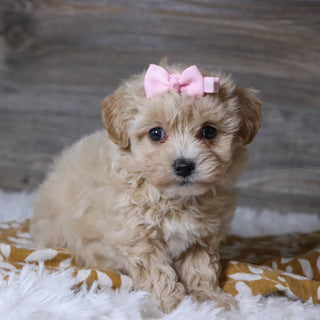 Baka - Available 12/3