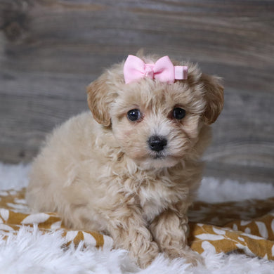 Baka - Available 12/3