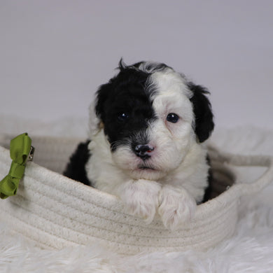 Baker - Available 12/10