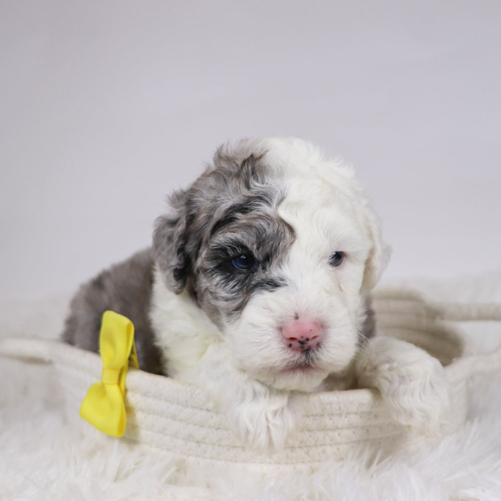 Balder - Available 12/10