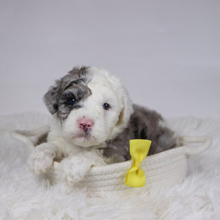 Balder - Available 12/10