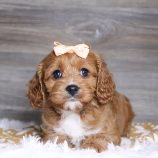 Ballari - Available 12/3