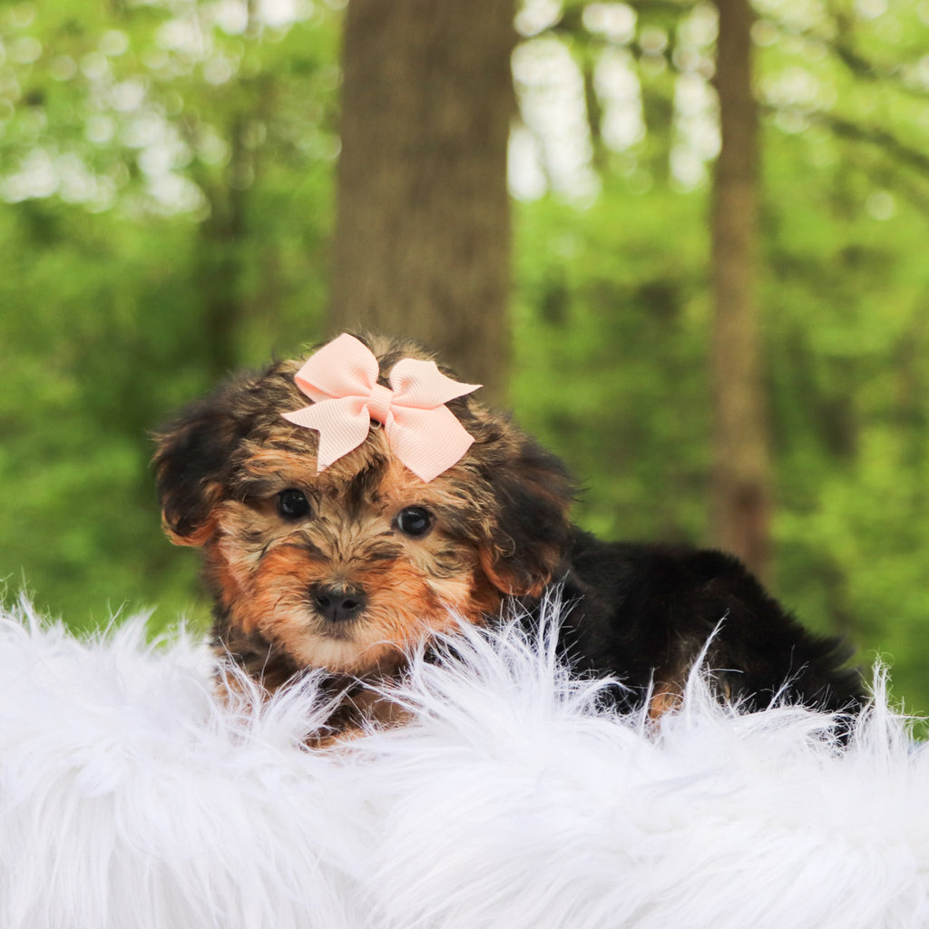 Bambi - Available 5/28