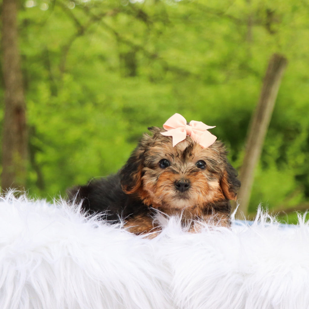 Bambi - Available 5/28
