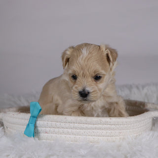 Banjo - Available 12/10