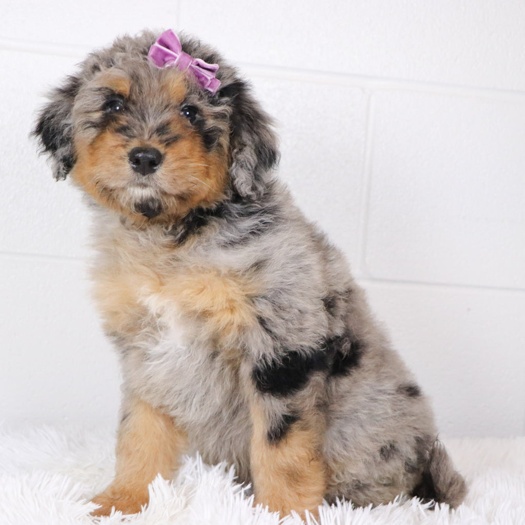 Barbie - Available 1/15