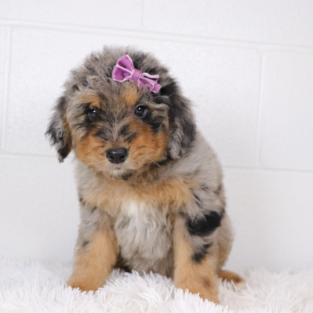 Barbie - Available 1/15