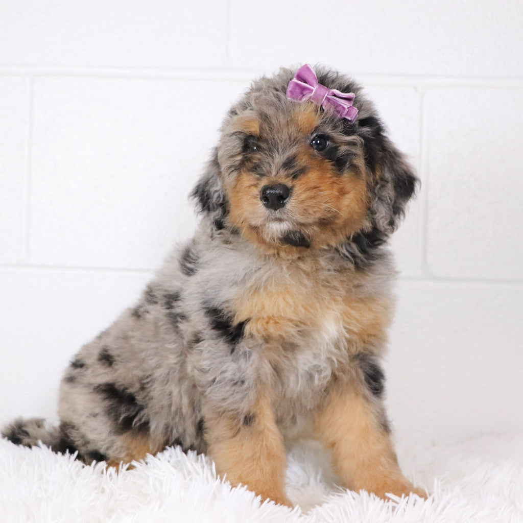 Barbie - Available 1/15