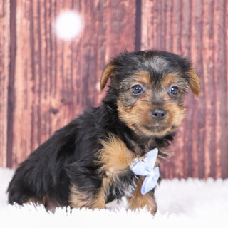 Barden - Available 12/10