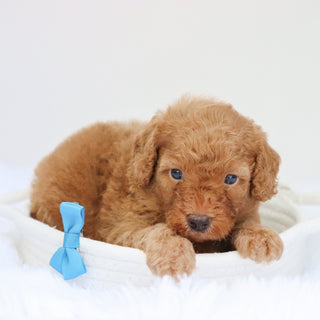 Barkley - Available 9/3