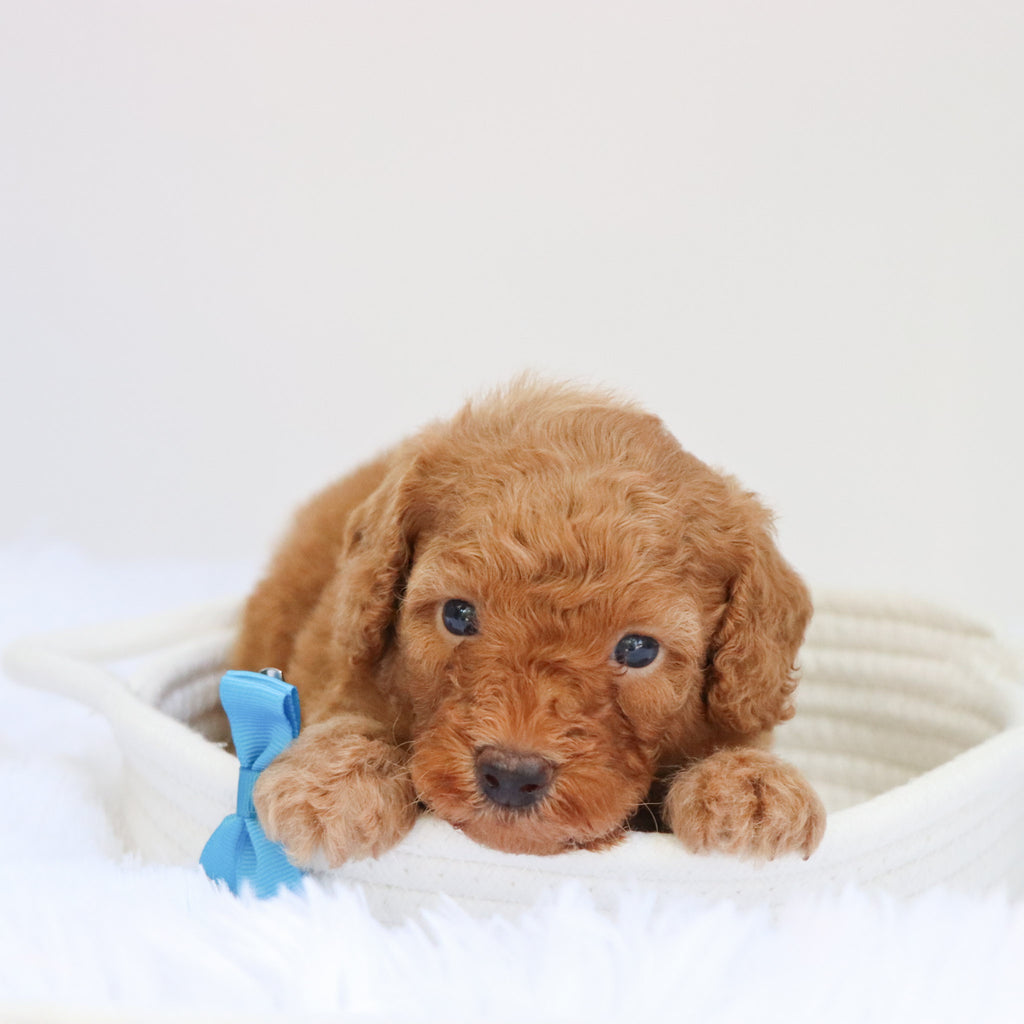 Barkley - Available 9/3