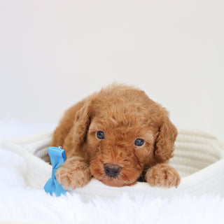 Barkley - Available 9/3