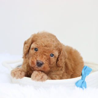 Barkley - Available 9/3