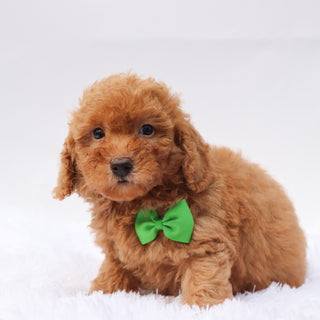 Barkley - Available 9/3