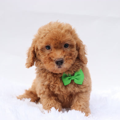 Barkley - Available 9/3