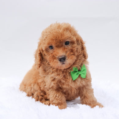 Barkley - Available 9/3