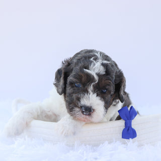 Baron - Available 9/3