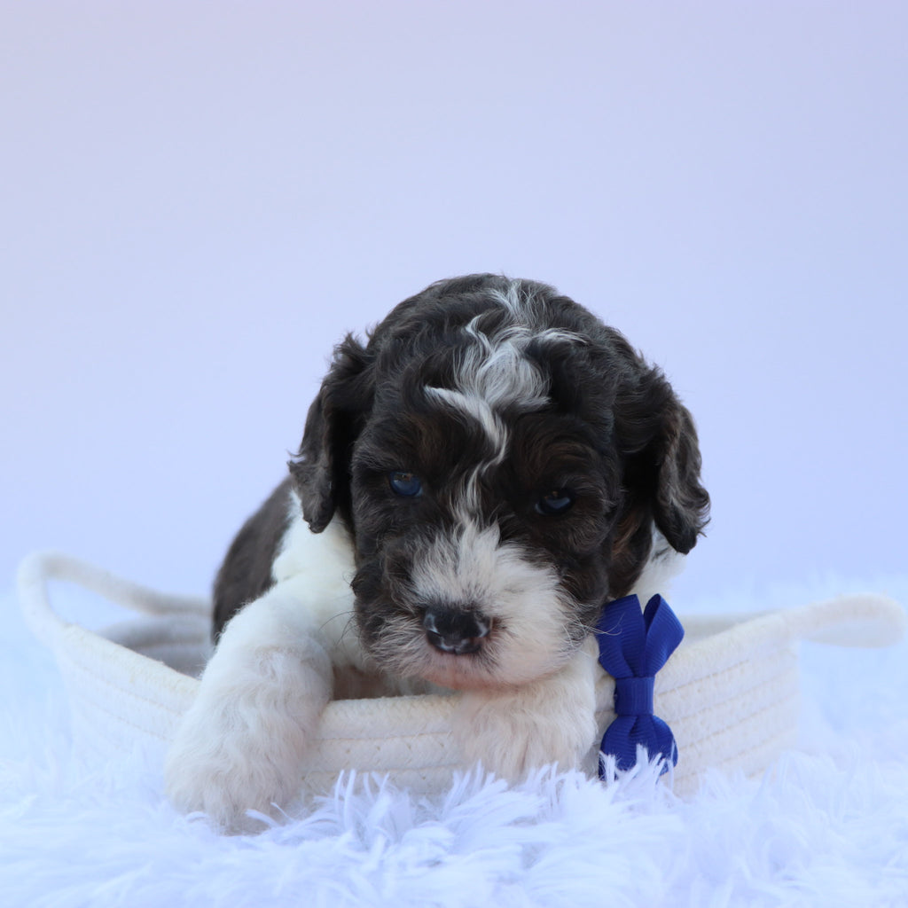 Baron - Available 9/3