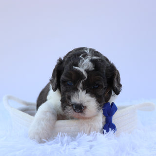Baron - Available 9/3