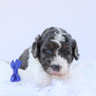 Baron - Available 9/3