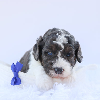 Baron - Available 9/3