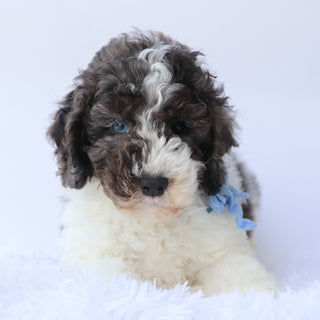 Baron - Available 9/17