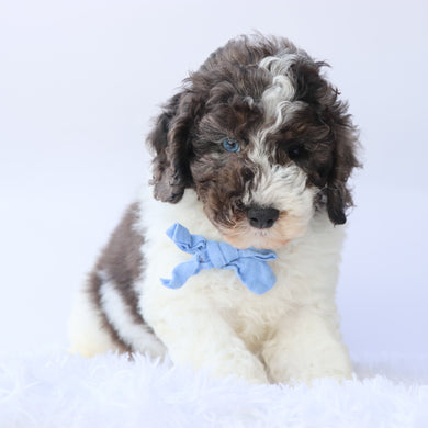 Baron - Available 9/17