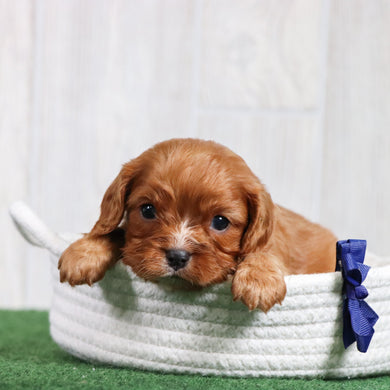 Barry - Available 6/26