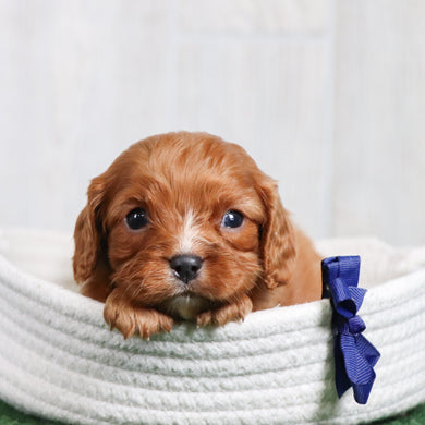 Puppies for sale in Zebulon