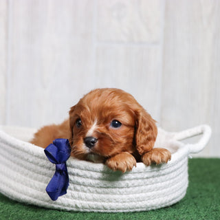 Barry - Available 6/26