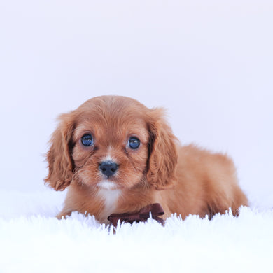 Barry - Available 6/26