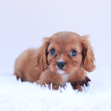 Barry - Available 6/26