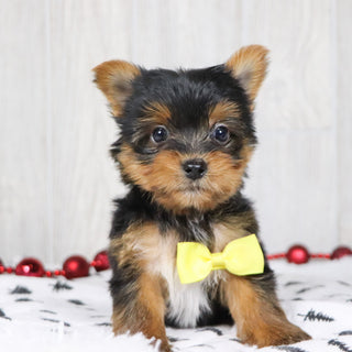 Bash - Available 12/10