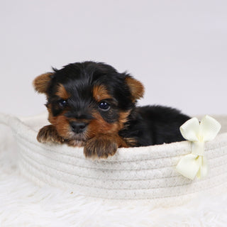 Bash - Available 12/10