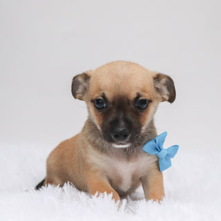 Baxter - Available Now