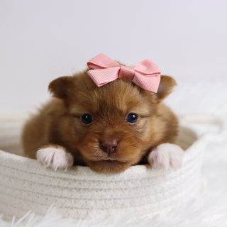 Bay - Available 12/3