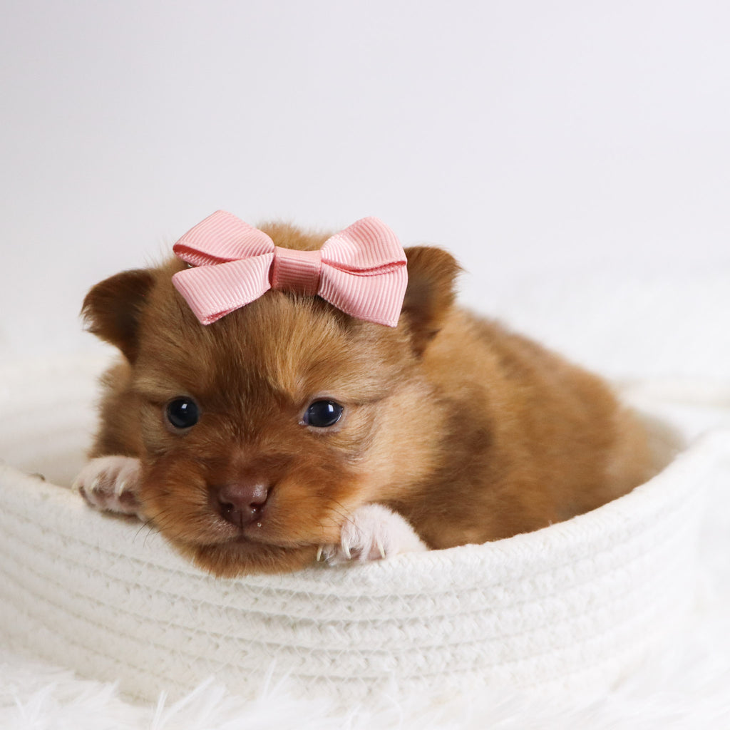 Bay - Available 12/3