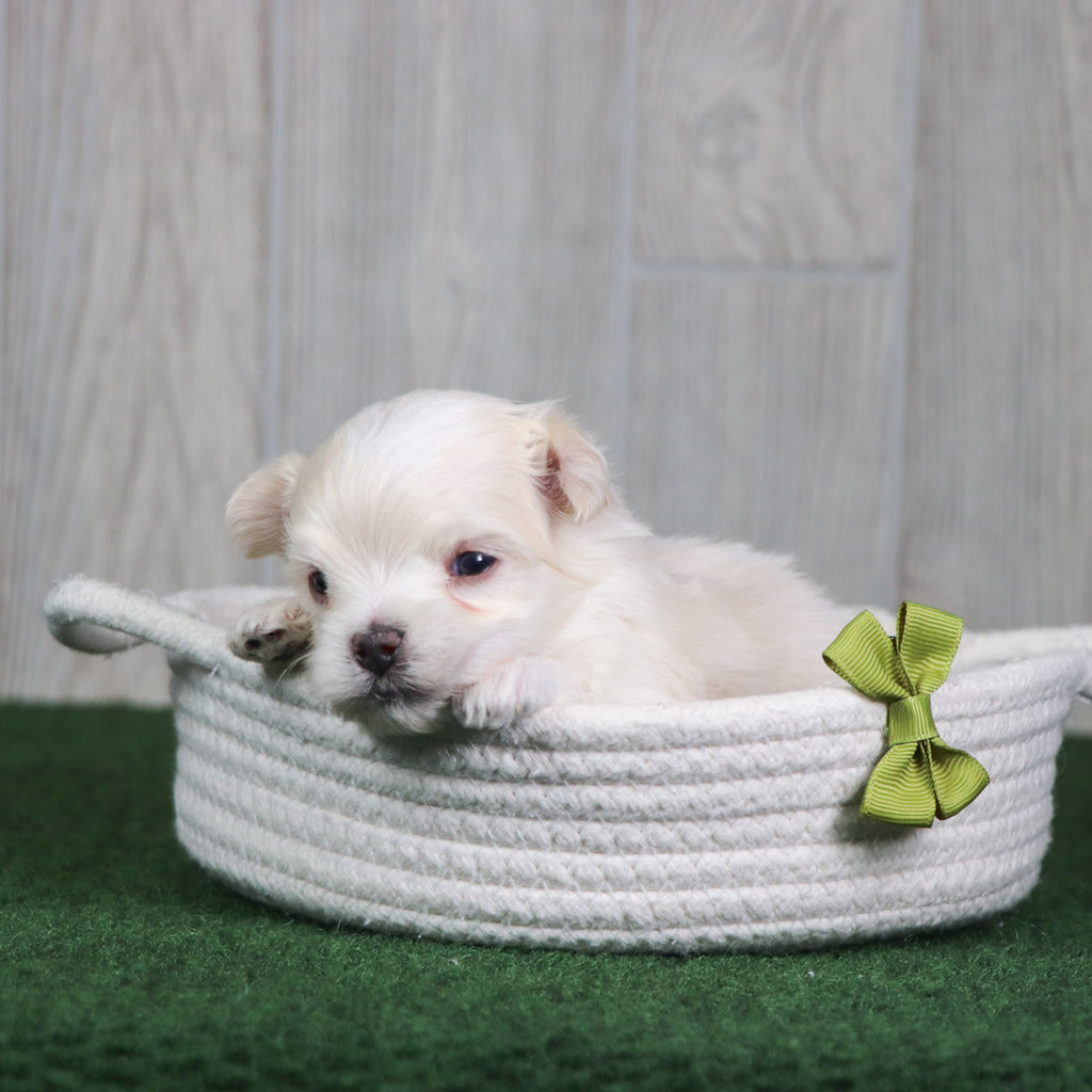Baylor - Available 6/4