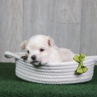 Baylor - Available 6/4