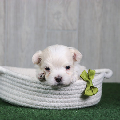Baylor - Available 6/4