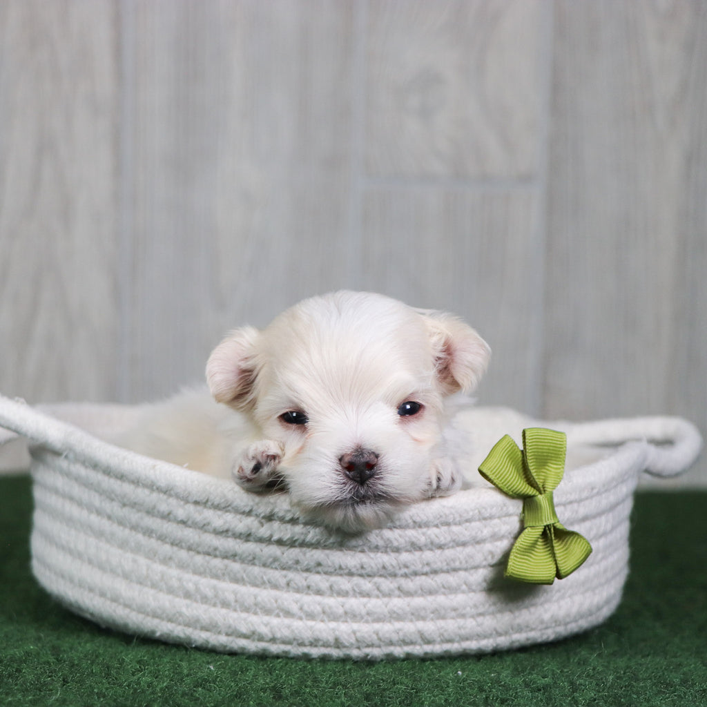 Baylor - Available 6/4