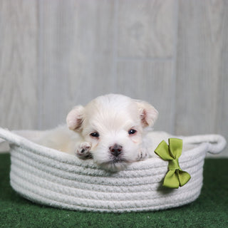 Baylor - Available 6/4