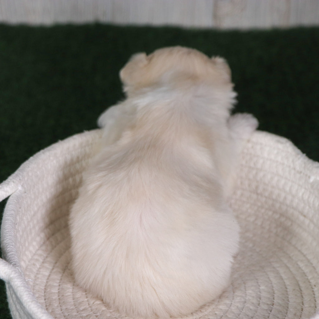 Baylor - Available 6/4