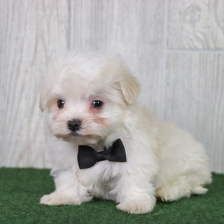 Baylor - Available Now