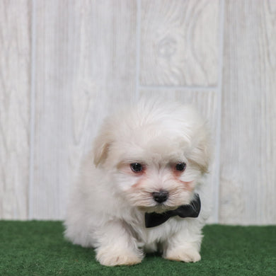 Baylor - Available 6/4