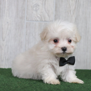 Baylor - Available 6/4