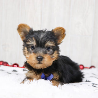 Beagan - Available 12/10