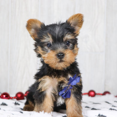 Beagan - Available 12/10