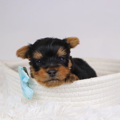 Beagan - Available 12/10