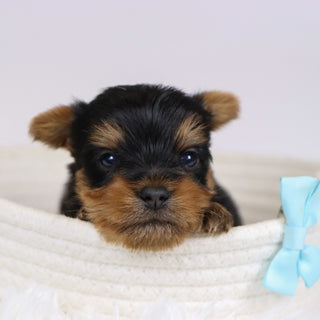 Beagan - Available 12/10